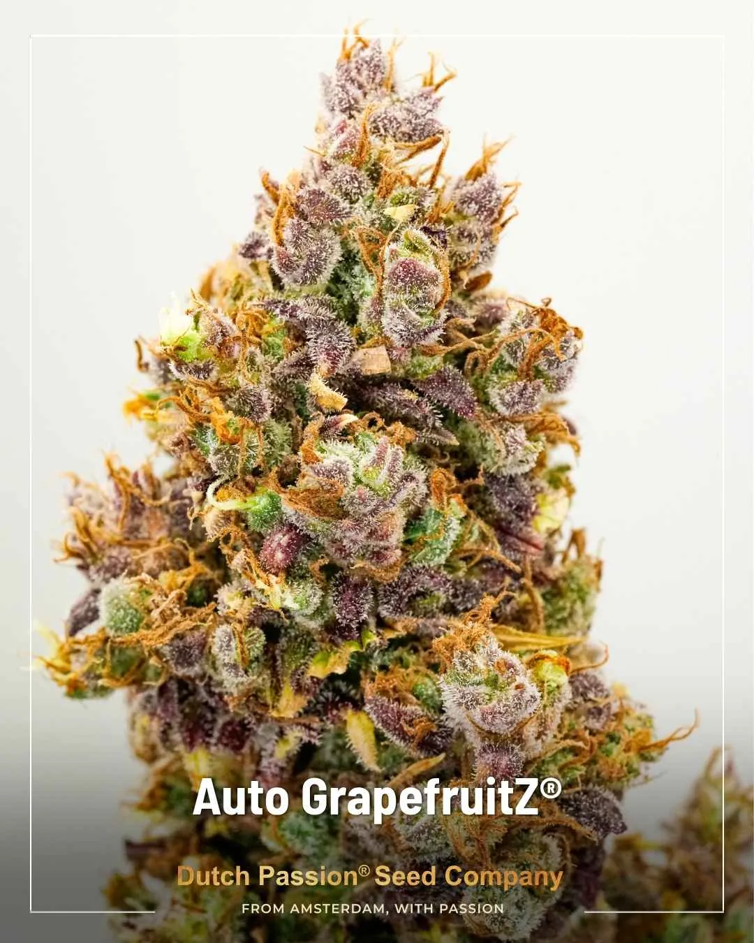 Auto GrapefruitZ by Dutch Passion